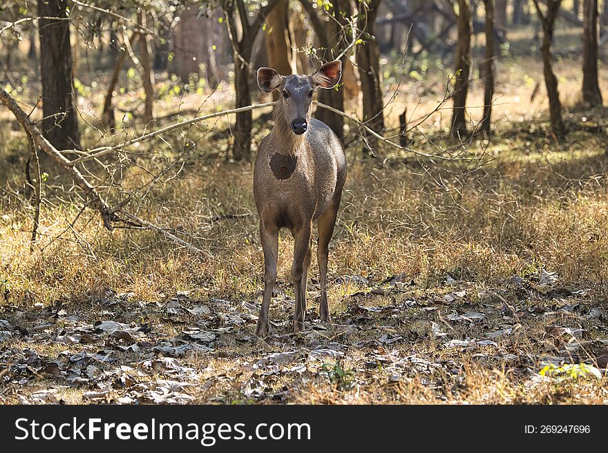 sambar deer at kabini forest area staring at the visitors sitting in the Jeep Safari.