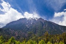 Pine Forest In Annapurna Trek Stock Photos Pine Forest In Annapurna Trek Stock Photos