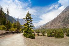 Pine Forest In Annapurna Trek Royalty Free Stock Photography