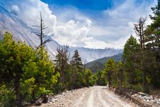 Pine Forest In Annapurna Trek Royalty Free Stock Photo Pine Forest In Annapurna Trek Royalty Free Stock Photo