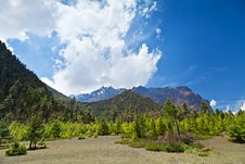 Pine Forest In Annapurna Trek Stock Photo Pine Forest In Annapurna Trek Stock Photo