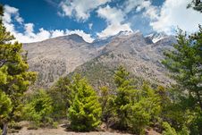 Pine Forest In Annapurna Trek Stock Photo Pine Forest In Annapurna Trek Stock Photo
