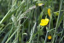 Buttercup Royalty Free Stock Photo Buttercup Royalty Free Stock Photo