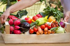 Organic Vegetables In Hands &x28;create&x29; Royalty Free Stock Image Organic Vegetables In Hands &x28;create&x29; Royalty Free Stock Image