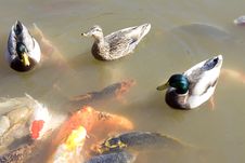 Ducks Koi Fish In Pond Stock Image Ducks Koi Fish In Pond Stock Image