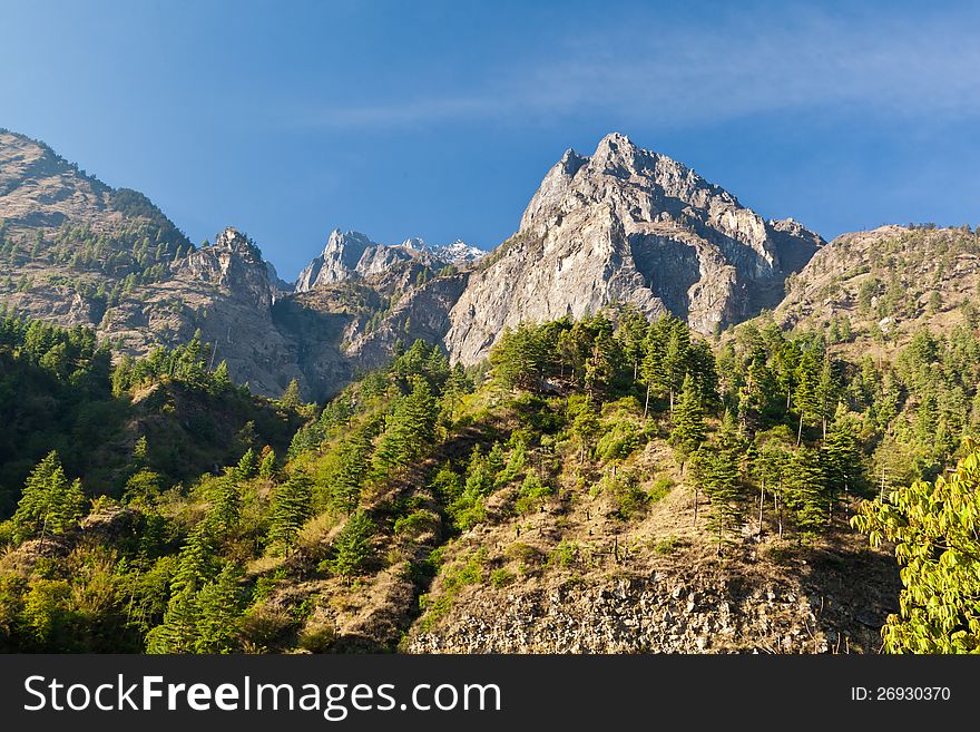 Pine Forest In Annapurna Trek