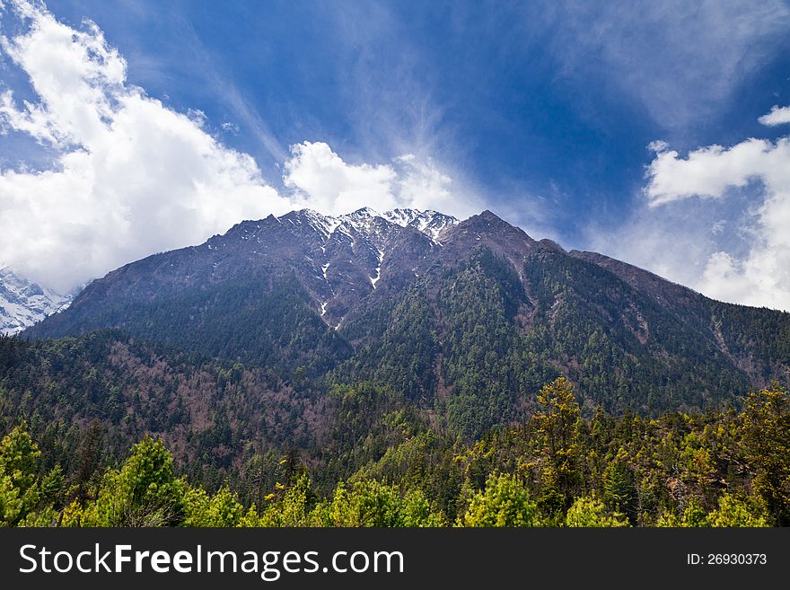 Pine forest in Annapurna trek