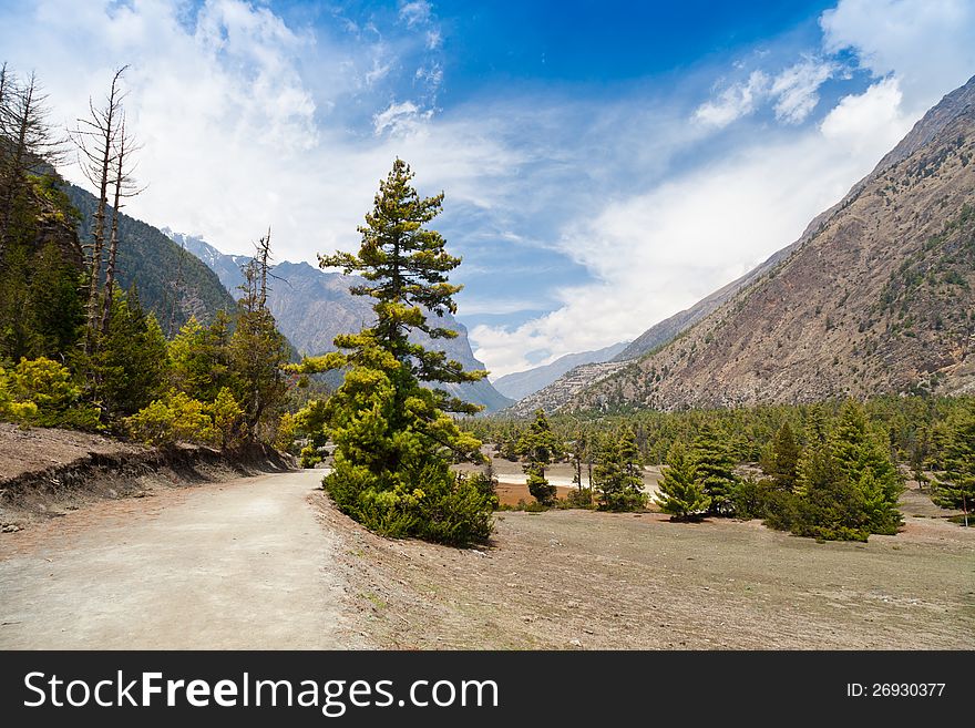 Pine Forest In Annapurna Trek