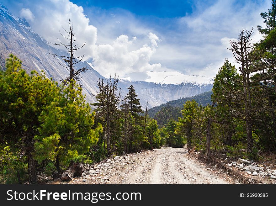 Pine forest in Annapurna trek, Himalaya, Nepal