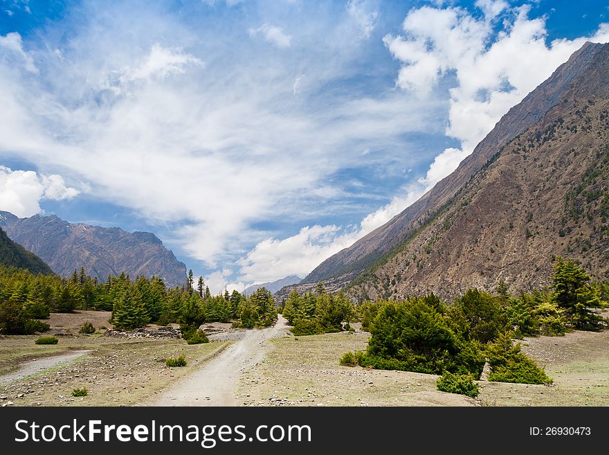 Pine Forest In Annapurna Trek