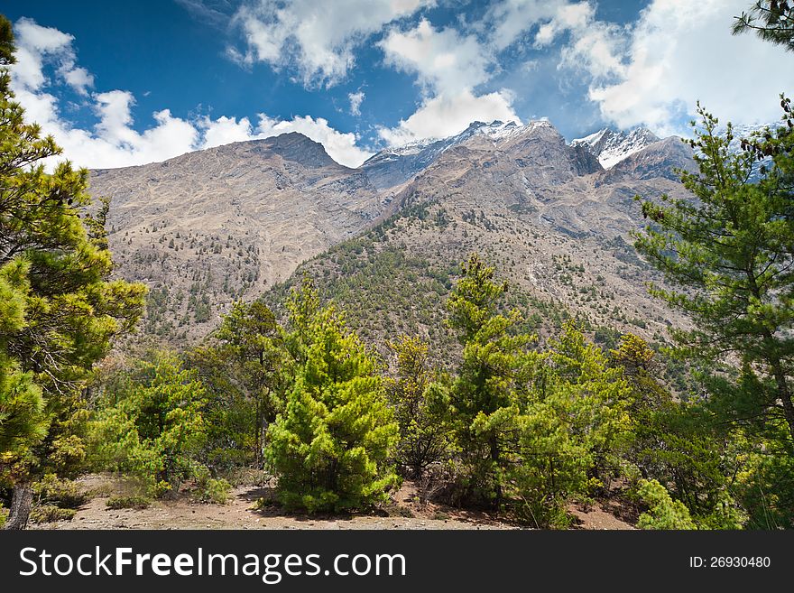 Pine forest in Annapurna trek