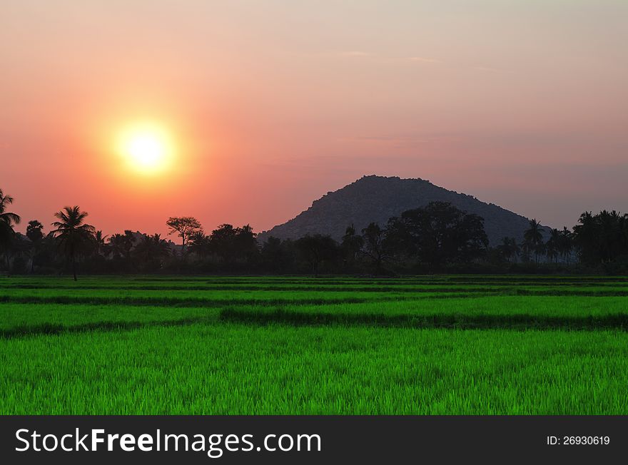 Sunset in the field, India. Sunset in the field, India