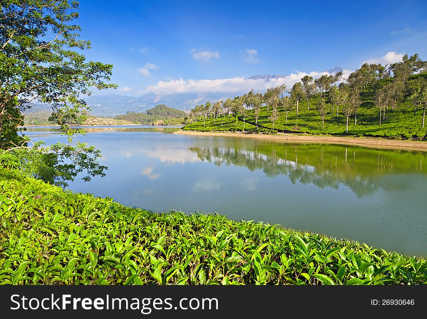 Tea plantation in Munnar, India