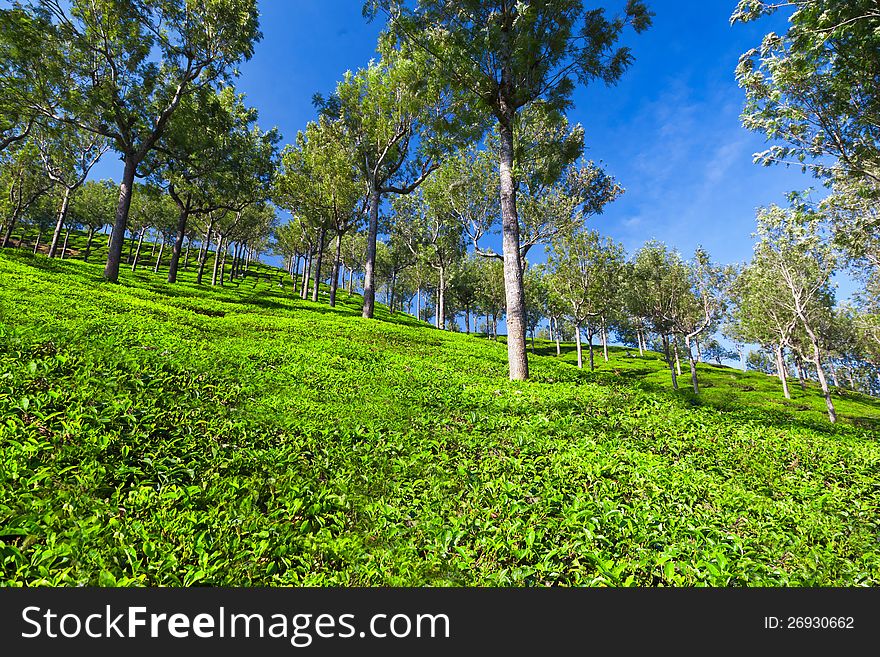 Tea plantation in Munnar, India