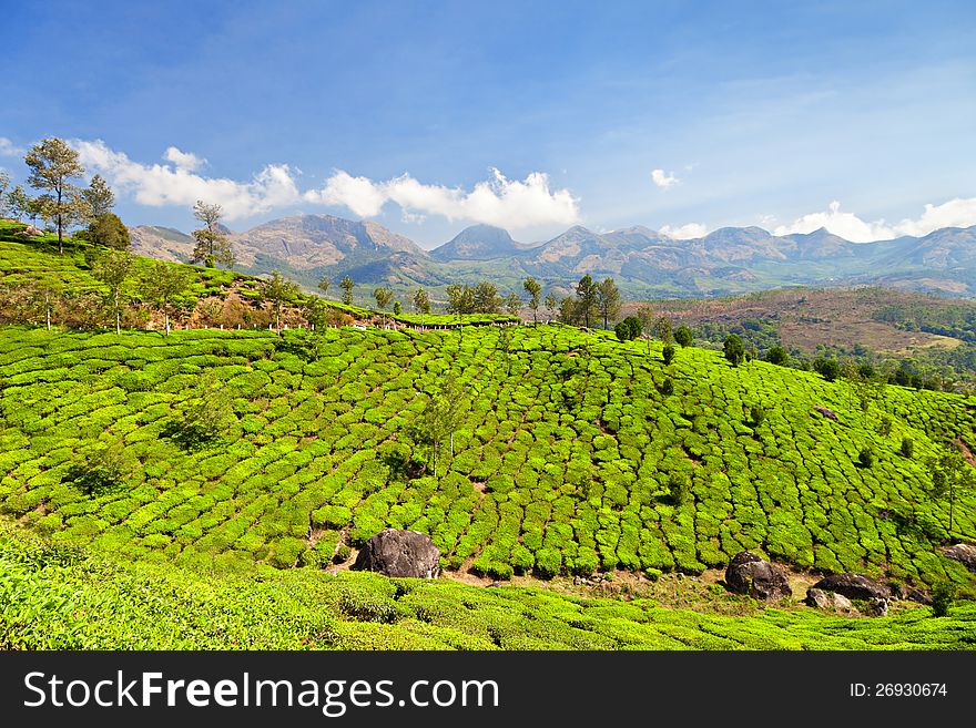 Tea plantation in Munnar, India