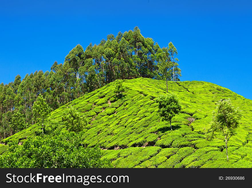 Tea plantation in Munnar, India