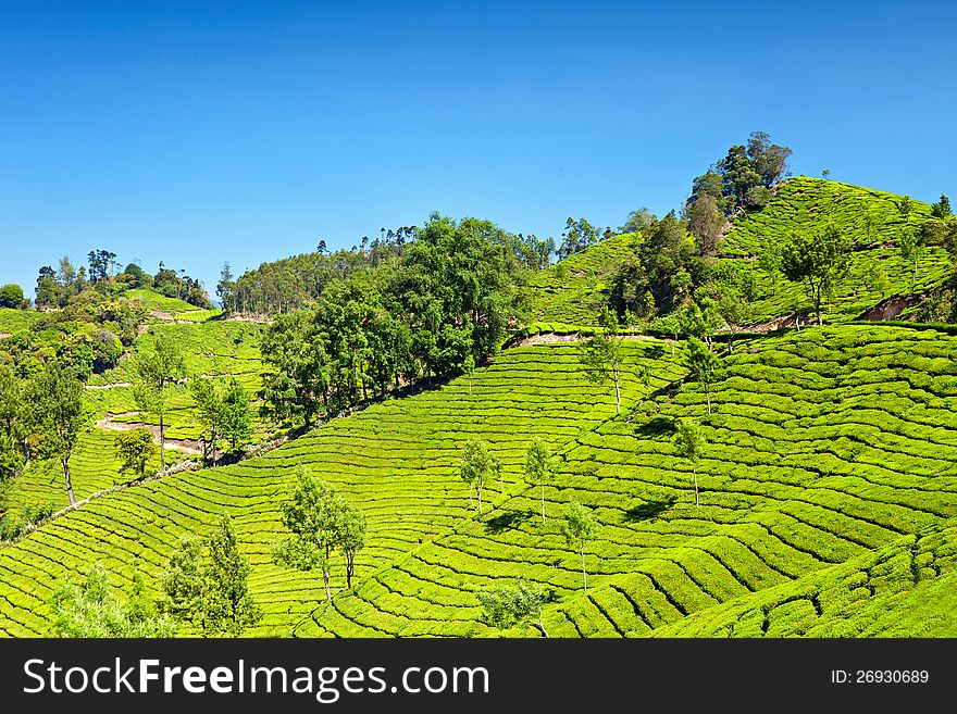 Tea plantation in Munnar, India