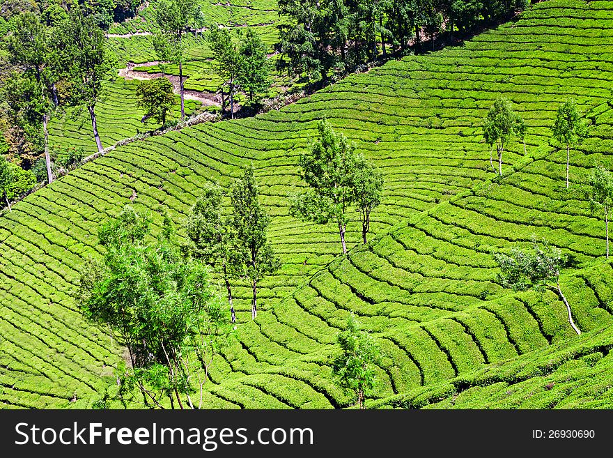 Tea plantation in Munnar, India