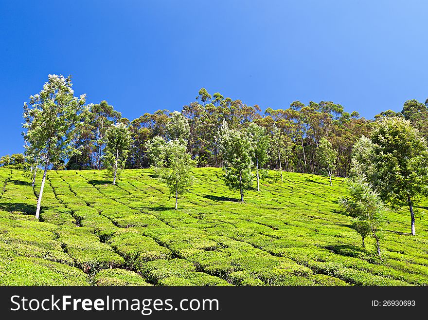 Tea plantation in Munnar, India