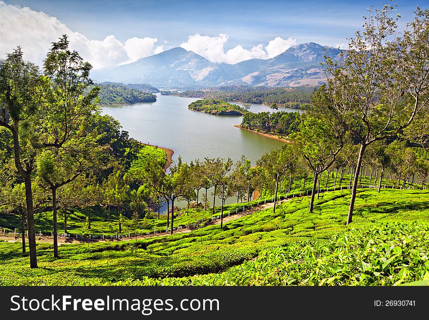 Tea plantation in Munnar, India