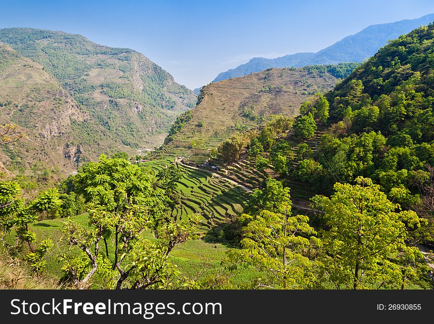 Green terraces, Annapurna conservation area, Nepal