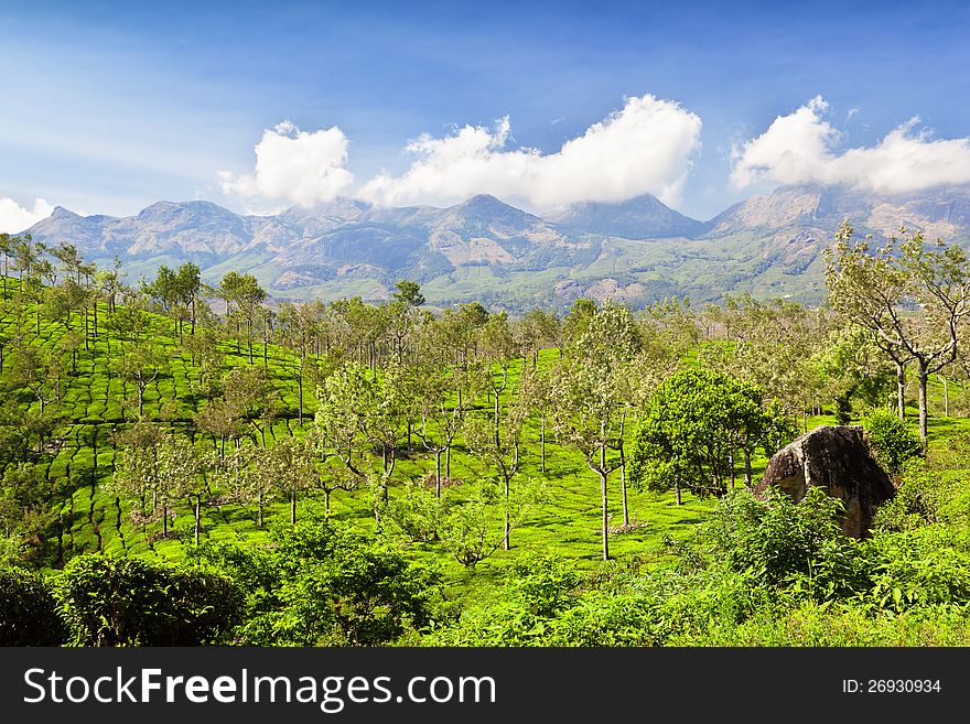 Tea plantation in Munnar, India