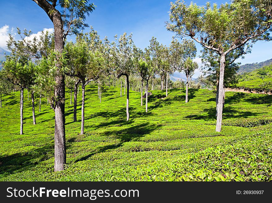 Tea plantation in Munnar, India