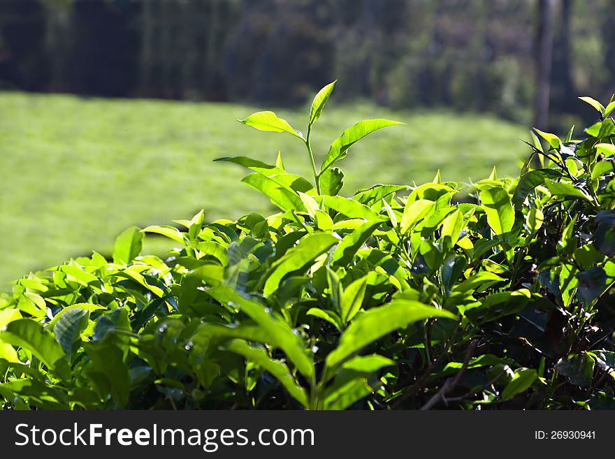 Tea leaves on plantation, India