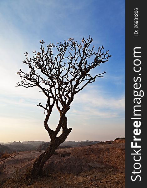 Tree in the sunset sky, Hampi, India