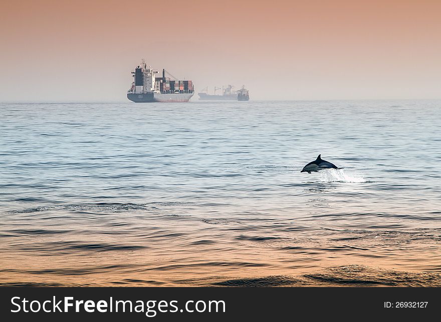 Dolphin Diving in the Atlantic near Gibraltar. Dolphin Diving in the Atlantic near Gibraltar