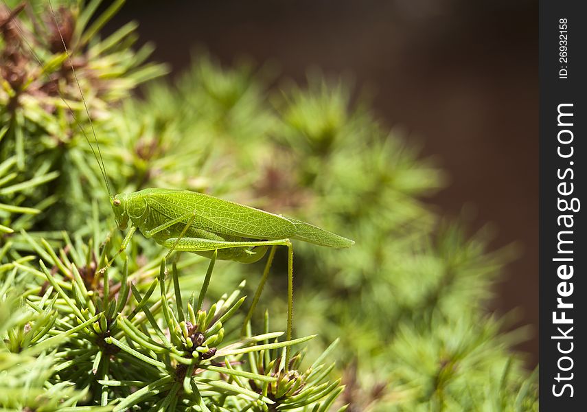 The grasshopper on a fir nano