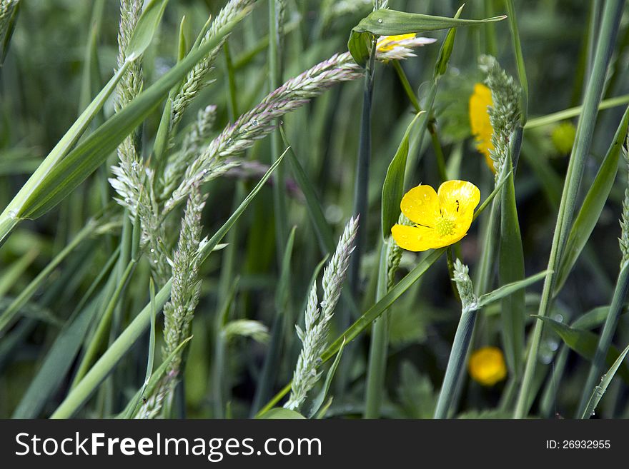 Close-up shot of a buttercup in Scottish forrest