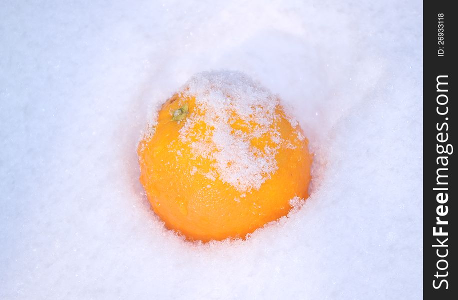 Ripe orange on the fresh snow