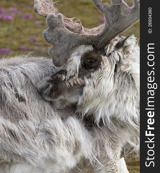 An arctic Reindeer cleaning its fur.