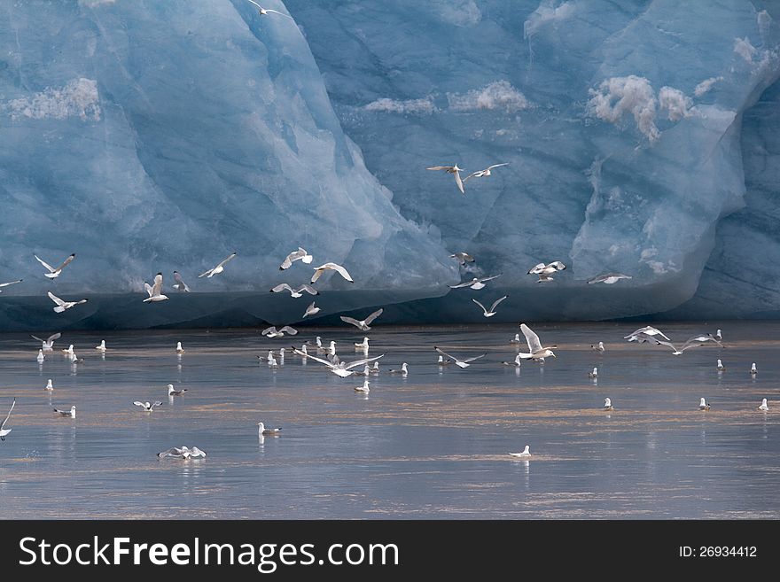 A flock of Kittiwakes flying in front of a glacier, Svalbard 2012.