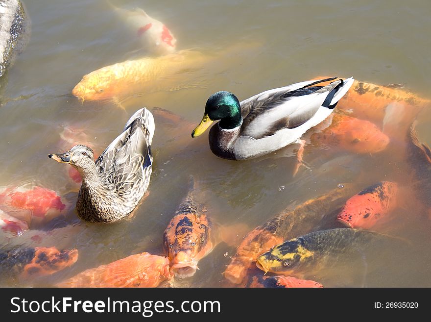 Three ducks were with lots of koi fish. Three ducks were with lots of koi fish.