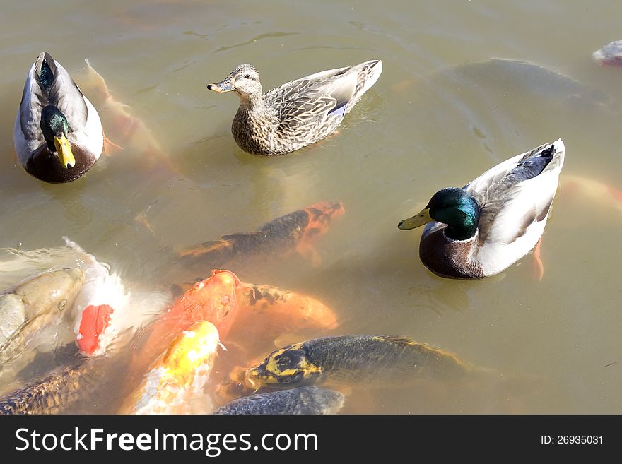 Ducks koi fish in pond