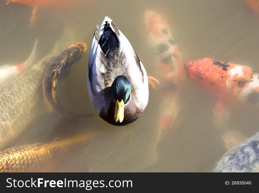 A duck is among the friendly Koi (carp) fish. A duck is among the friendly Koi (carp) fish.