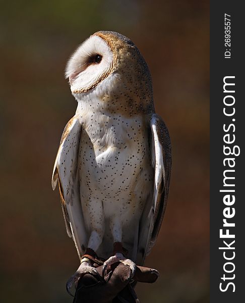 Portrait Of Barn Owl