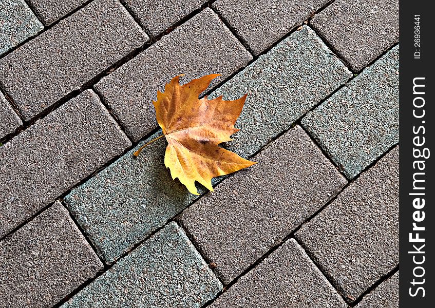 Lonely yellow maple leaf on paving in autumn
