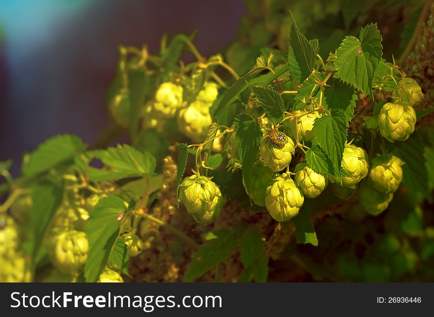 Close-up of hop cones with colorful bug sitting on         . Close-up of hop cones with colorful bug sitting on
