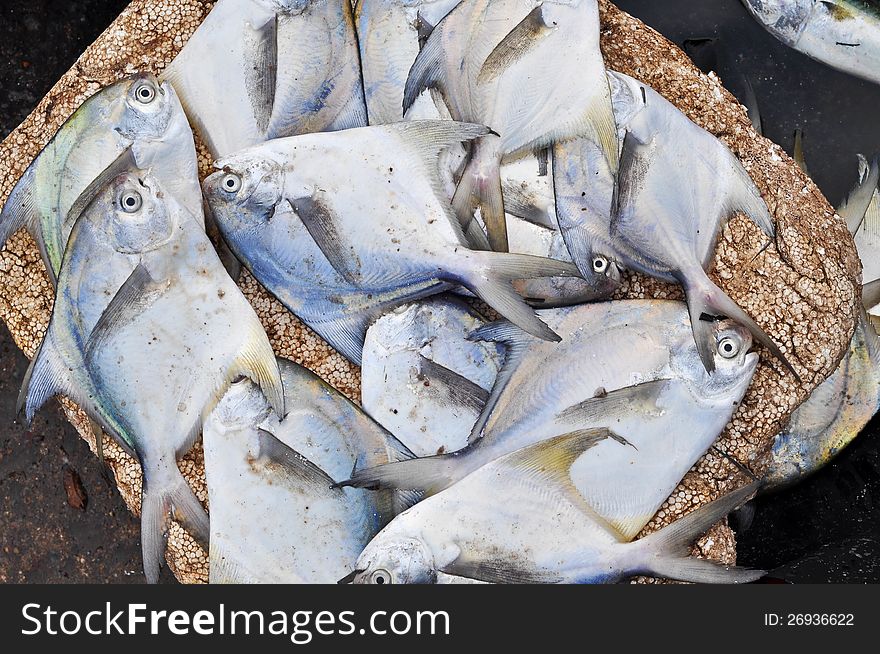 Sea pomfret at a fish market in India