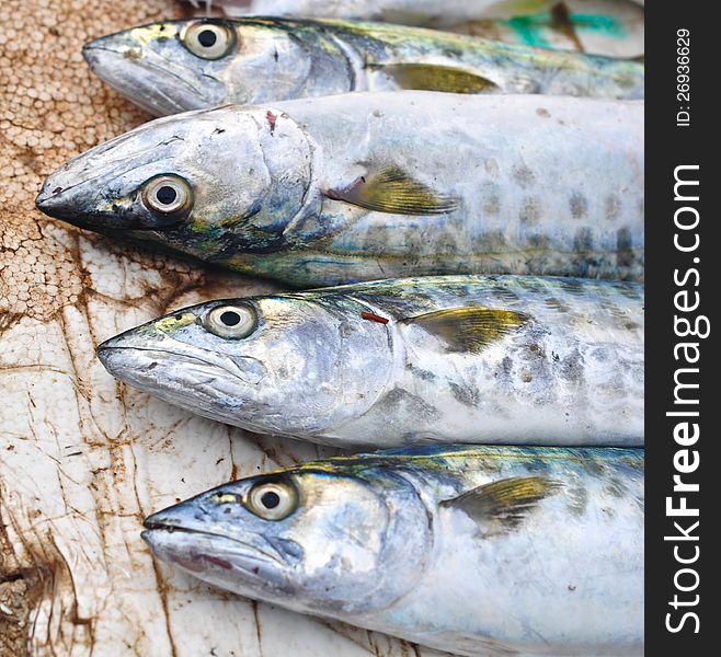 King Mackerel fish at a fish market in India