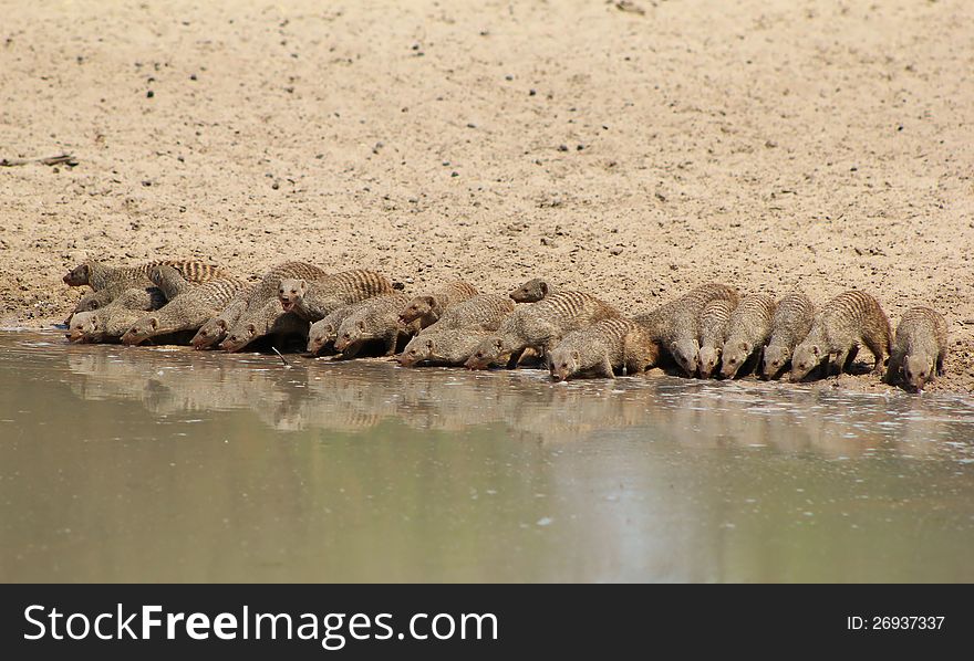 A Banded Mongoose clan drinking water. Photo taken on a game ranch in Namibia, Africa. A Banded Mongoose clan drinking water. Photo taken on a game ranch in Namibia, Africa.