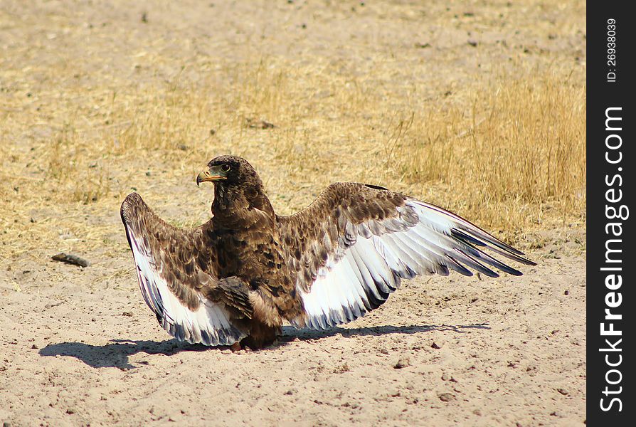 A young Bateleur Eagle with wings spread at a watering hole on a game ranch. Photo taken in Namibia, Africa. A young Bateleur Eagle with wings spread at a watering hole on a game ranch. Photo taken in Namibia, Africa.