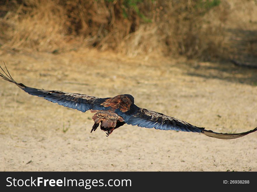 Eagle, Bateleur - Wind Under Wing