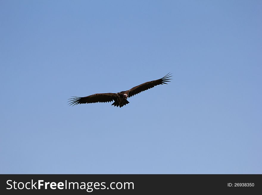 An adult Lappet-faced Vulture taking off from a watering hole in Namibia, Africa. An adult Lappet-faced Vulture taking off from a watering hole in Namibia, Africa.