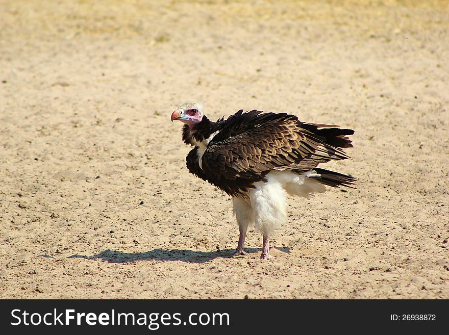 An adult White-headed vulture (rare and uncommon) at a watering hole in Namibia, Africa. An adult White-headed vulture (rare and uncommon) at a watering hole in Namibia, Africa.