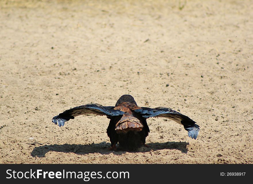 An adult Bateleur Eagle before take-off from a watering hole in Namibia, Africa. An adult Bateleur Eagle before take-off from a watering hole in Namibia, Africa.