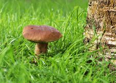 A Mushroom Under The Tree Royalty Free Stock Images